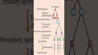 Spermatogenesis ProcessClass 12th Biology 12thbiology biology science cbse zoology 12thbio [upl. by Kylah810]