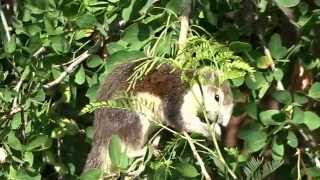 Finlaysons squirrel eating Manila tamarind pods in Kalasin Thailand [upl. by Annabella]