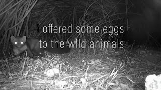 I offered some eggs to the wild animals some like them others dont [upl. by Strephon]