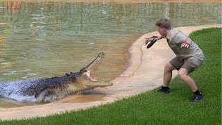 Robert Irwin Solo Croc Show  Australia Zoo [upl. by Rush274]