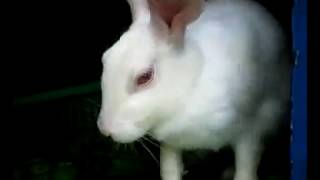 the right age for a female rabbit to become pregnant  rabbit ki sahi age pregnant hone ke liye [upl. by Annyrb]