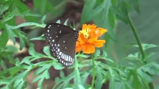 Beautiful butterfly enjoys nectar [upl. by Rebna]