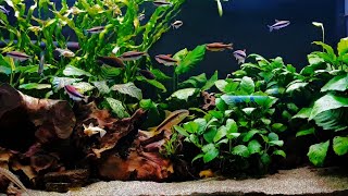 Community Tank Fish get Daphnia Anubias Planted Aquarium [upl. by Lippold789]