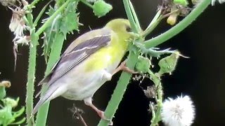 Goldfinch eating sow thistle seeds and fluff [upl. by Ellette429]