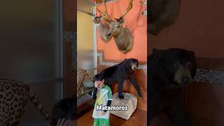 Eso Tilín Con Un Oso dance funny baile music shorts soccer futbol usa nature fishing usa [upl. by Brezin564]