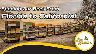 Sending Our Bees From Florida to California Almond Pollination 2023 [upl. by Jon]