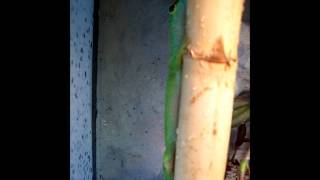 Phelsuma grandis sound [upl. by Jessalin931]