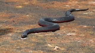 Redbellied Black Snake and Pied Stilt Posse [upl. by Oirelav]