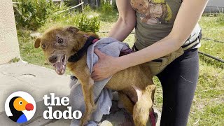 Rescued Threelegged Dog Completely Transforms Once He Is Safe  The Dodo [upl. by Narmi]