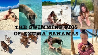 The swimming pigs of Exuma Bahamas Pig Beach [upl. by Tedra500]