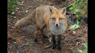 Immer diese Füchse  Fuchs macht Sitz  lustiger zahmer Fuchs [upl. by Devondra683]