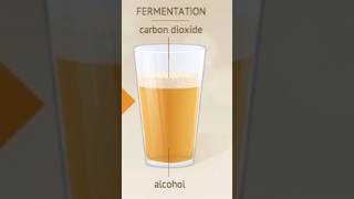 types fermentation alcohol yeast  fermenter trendingshorts biology microbiology [upl. by La]