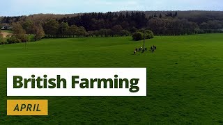 British Farming  12 Months on a UK Farm April [upl. by Zerelda364]