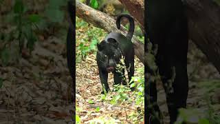 Rare Black Jaguar Spotted in Mexican Forest  Melanistic Big Cat Facts [upl. by Odrareg523]