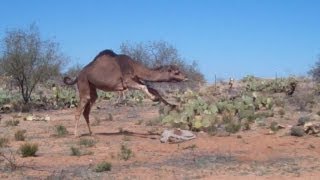 Would You Ride This Camel How long could you stay on [upl. by Igic128]