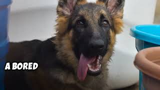 German Shepherd vs Belgian Shepherd Which is the Best [upl. by Engleman]