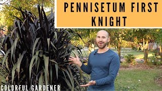 Funky Plant Of The Week Pennisetum First Knight  Colorful Gardener [upl. by Perretta]