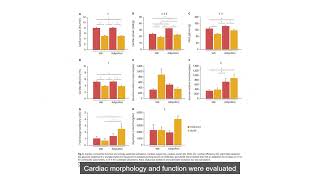 Effects of Short Term Adiponectin Receptor Agonism on Cardiac Function and Energetics [upl. by Nivla]