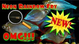 Dwarf Neon Rainbow Fish Fry Praecox Ranbowfish [upl. by Tower603]