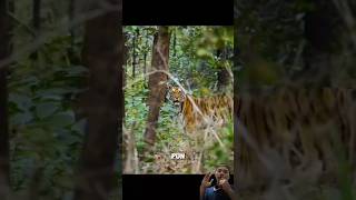 Ketika induk harimau berburu anak nya dalam bahaya animals satwaliar wildlife shorts harimau [upl. by Hollyanne]