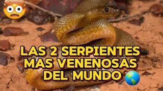 🤯Las 2 serpientes mas venenosas del mundo 🌎🐍 serpiente venenosa delmundo videoviral [upl. by Rep758]