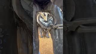 swolfendenfarriers A big muddy hoof🐴 farrier work satisfying horse [upl. by Ian]