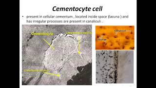 Lec 9 Cementum  part 1 [upl. by Anne]