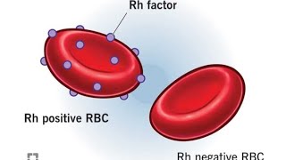 🌀🌐Rh ve and Rh ve blood Reason for erithroblastosisDevelopmental psychologyLife span psychology [upl. by Losiram]