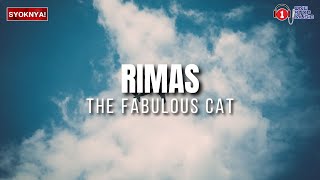 Rimas  Fabulous Cat  Lirik Video [upl. by Annai838]