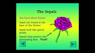 TOPIC PARTS OF A FLOWER  SCIENCE  7th video viralvideo [upl. by Aderb265]