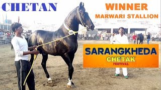 CHETAN  WINNER OF MARWARI STALLION at SARANGKHEDA [upl. by Laikeze44]