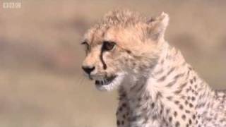 Cheetah Attacks Gazelle  Big Cat Diary  BBC [upl. by Hayalat]