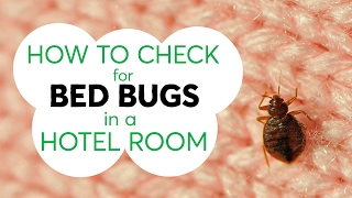 How to Check for Bed Bugs in a Hotel Room  Consumer Reports [upl. by Alexandrina382]