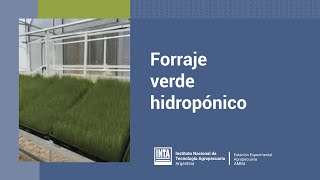 Forraje verde hidropónico para la producción familiar [upl. by Acsecnarf]