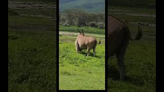 Ngorongoro crater… goviral southafrica wildlife junglesafari animals wildsafari [upl. by Hallimaj]