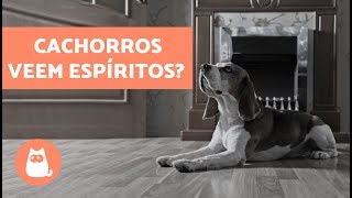 Cachorros veem espíritos [upl. by Enimzaj618]