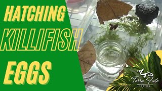 Hatching Killifish Eggs  Methods amp Initial Care [upl. by Ebneter305]