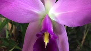 Laelia anceps Orchid Care The biggest bloom spikes ever [upl. by Volpe513]