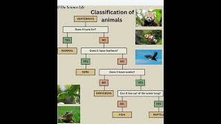 Animal kingdom classification NEET biologyCTET Science Basics Vertebrates  The Science Life [upl. by Blakelee]