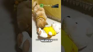 Забрала домой брошеную собачку 💔🐕 животные милыеживотные [upl. by Areikahs]