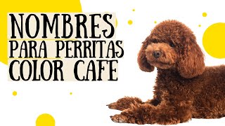 60 NOMBRES PARA PERRITAS COLOR CAFE 💕 ¡HERMOSOS Y ORIGINALES ✨ [upl. by Aiuqes]