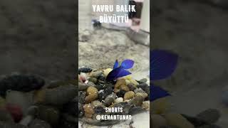 THE BIG ADVENTURE OF THE LITTLE BETTA FISH 😲 shorts balık [upl. by Davidson]