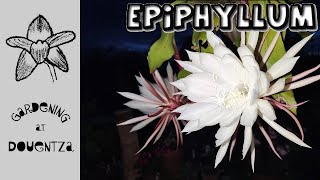 Epiphyllum  Everything You Need to Know  care water fertiliser pruning problems avoid spots [upl. by Mundy]