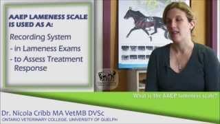 What are the signs a horse may be lame  Dr Nicola Cribb [upl. by Luckett90]