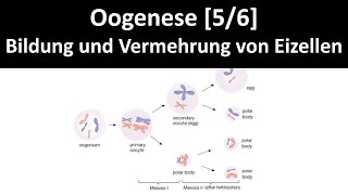 Oogenese Bildung und Vermehrung von weiblichen Geschlechtszellen  Keimzellen  Eizellen  56 [upl. by Nevar]