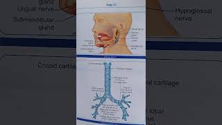 Salivary glands and trachea  nursing  anatomy and physiology [upl. by Evot]