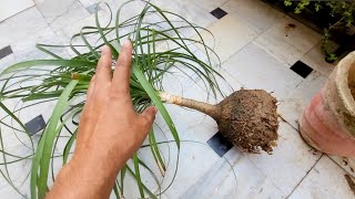 Ponytail palm care indoor How to care Nolina palm tree Elephant foot palm shampysgarden [upl. by Orferd947]