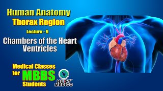 NEXT MEDICO 2022  MBBS  Thorax Region  Chambers of the Heart  Ventricles Lecture  9 [upl. by Zel]