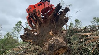 Kubota mini amp Rotobec grapple ripping huge stumps up [upl. by Araes]