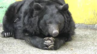 ツキノワグマHimalayan Black Bear和歌山城公園動物園Zoo next to Wakayama castleJapan [upl. by Nims]